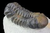 Bargain, Austerops Trilobite - Nice Eye Facets #76976-2